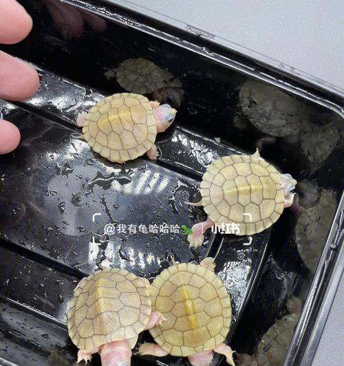 铲齿象的起源之谜（探寻变异宠物铲齿象的起源及其独特属性特点）